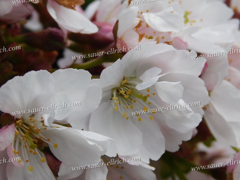 Prunus x 'Takasago' Prunus x 'Takasago'