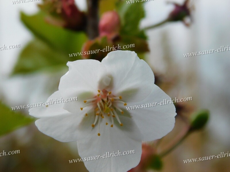 Prunus x 'Umineko'