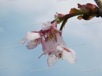 Prunus x 'Rosa Traum'