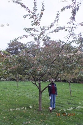 Prunus x yedoensis 'Akebono'