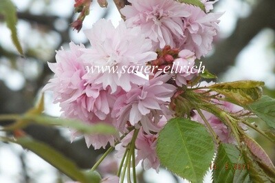 Prunus serrulata 'Plena-pendula' Syn. 'Kiku-shidare-zakura'