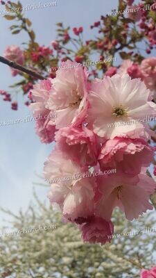 Prunus x 'Pink Perfection'