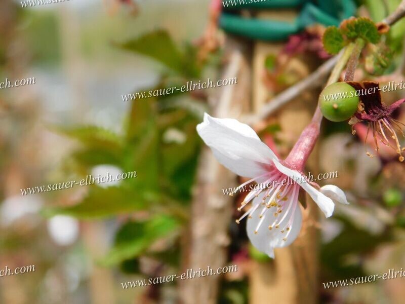 Prunus incisa 'Watanabe'