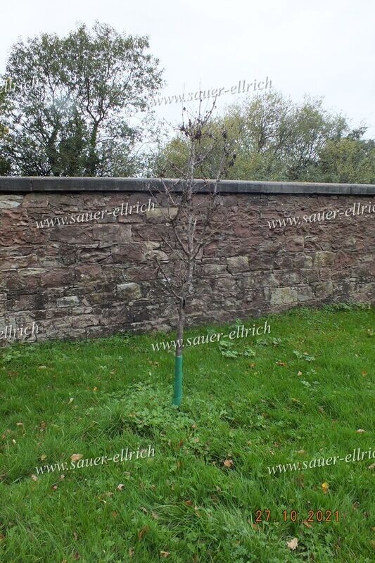 Prunus nipponica var. kurilensis Prunus nipponica var. kurilensis "Ruby"