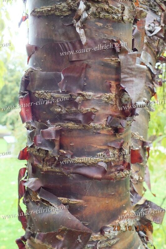 Prunus rufa ex. BL&M. 107 Prunus rufa ex. BL&M. 107