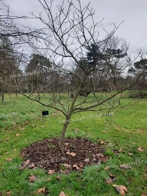 Prunus x 'Oshokun'