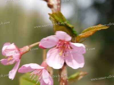 Prunus x 'Kalmthout Beauty' Syn. 'Sweetheart'
