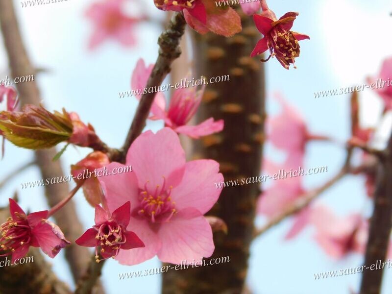 Prunus x 'Collingwood Ingram' Prunus x 'Collingwood Ingram'