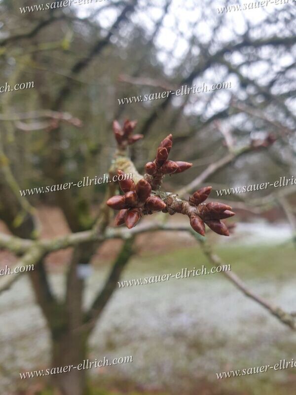 Prunus serrulata var. pubescens