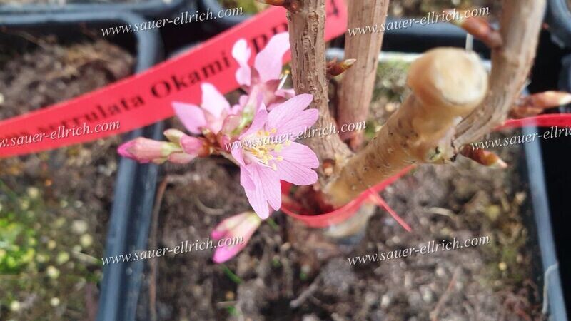 Prunus x 'Okame' Prunus x 'Okame'