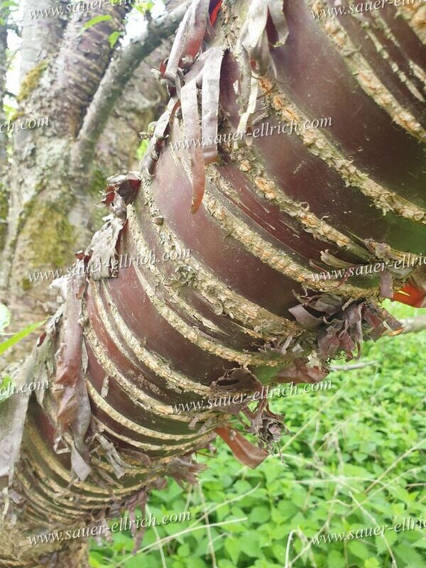 Prunus serrula x serrulata