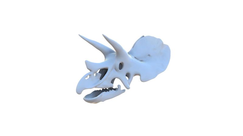Triceratops