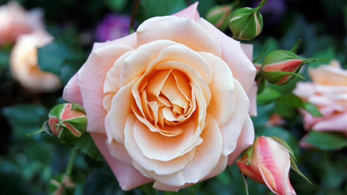 Roses Box 2