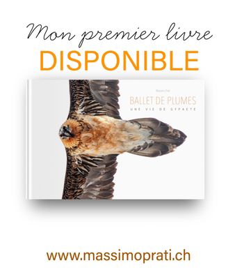 BALLET DE PLUMES  " une vie de gypaète"