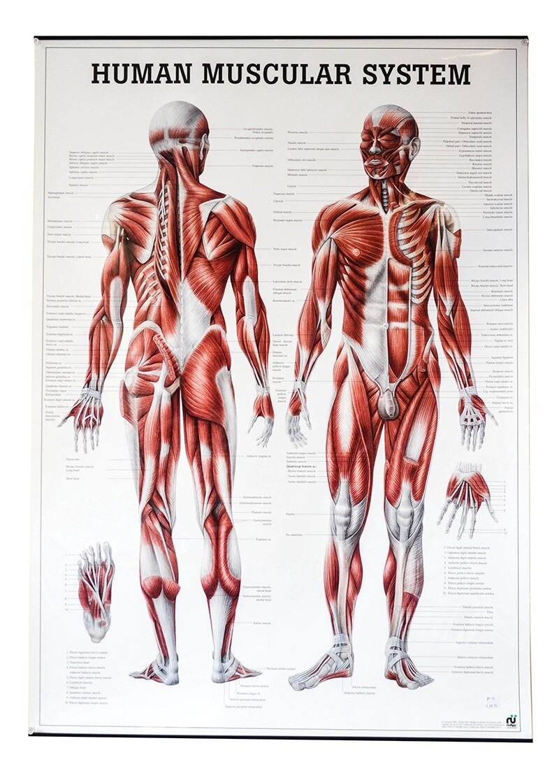 Planche Human Muscular System, 27&quot;x39&quot;,  (70x100cm), Anglais