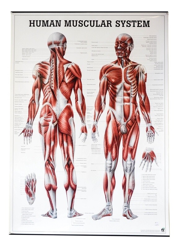 Planche Human Muscular System, 27&quot;x39&quot;,  (70x100cm), Anglais