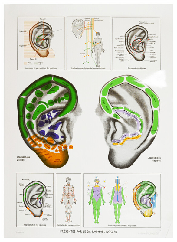 Planche anatomique, Cartographie de l&#39;oreille, 16x23&quot;, (40x60cm), Sédatélec, Français