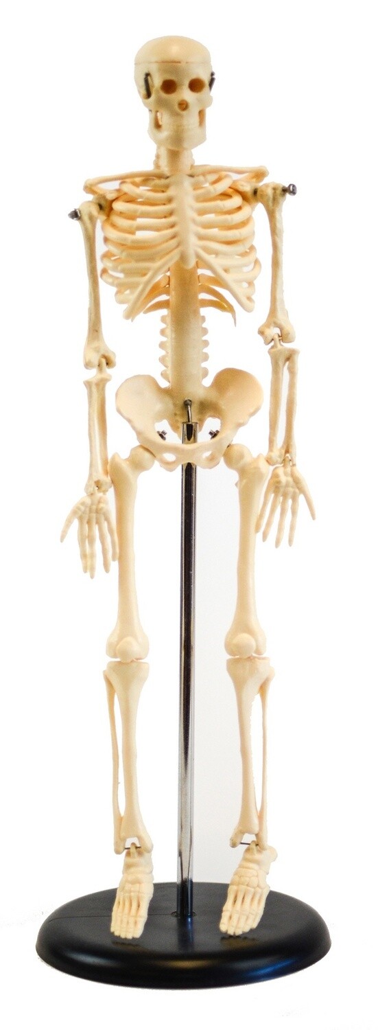 Squelette humain, 18 pouces (45cm)