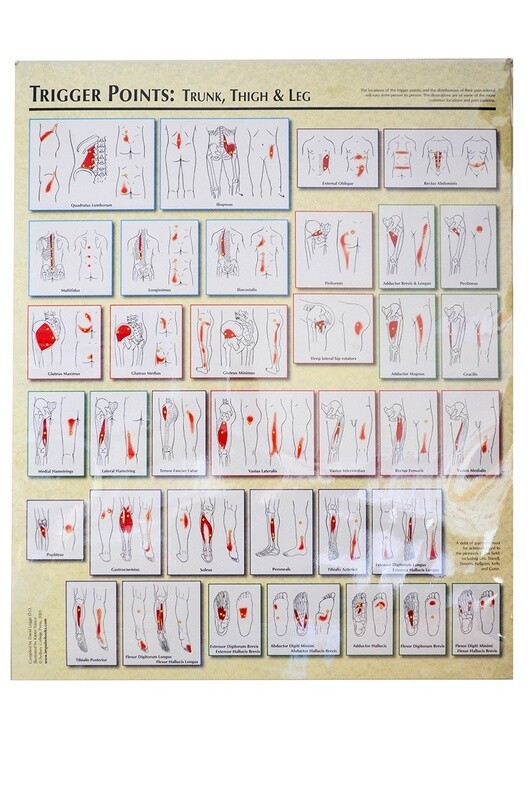 Planche anatomique,Trigger Points Charts ( 2 planches ), 23&#39;&#39; X 28&#39;&#39;, Anglais de David Legge