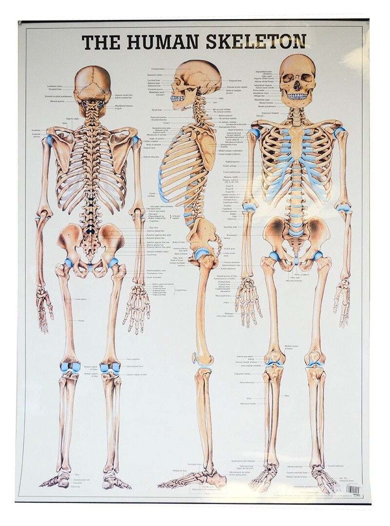 Planche The Human Skeleton, 27x39,  (70x100cm), Anglais