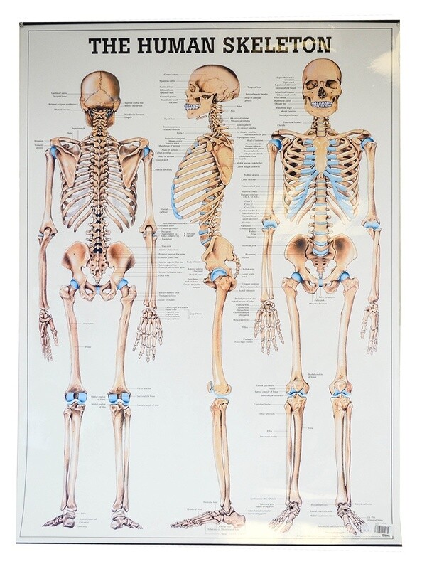 Planche The Human Skeleton, 27x39,  (70x100cm), Anglais