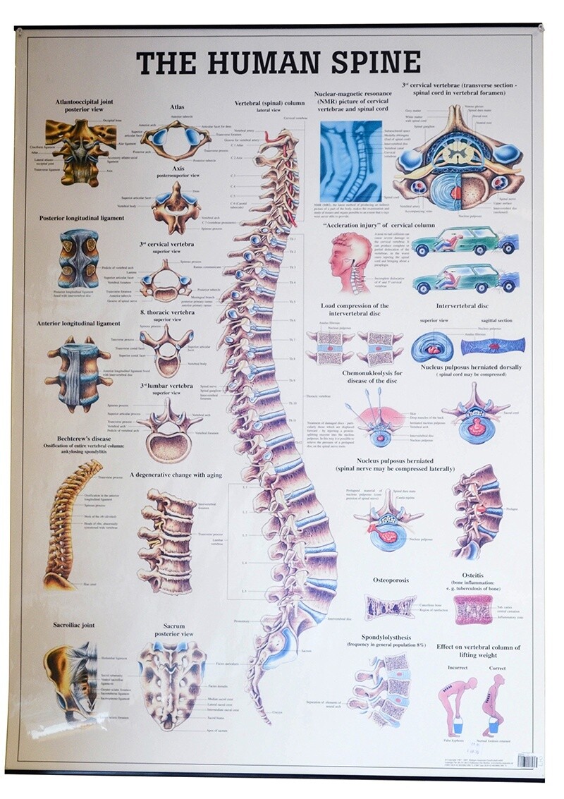 Planche The Human Spine, 27x39, (70x100cm), Anglais