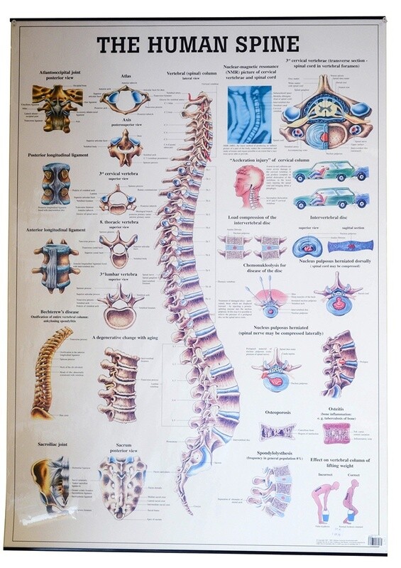 Planche The Human Spine, 27x39,  (70x100cm), Anglais