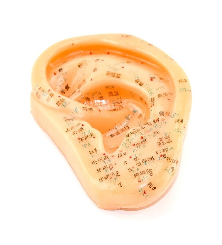 Modèle Oreille, (13cm)