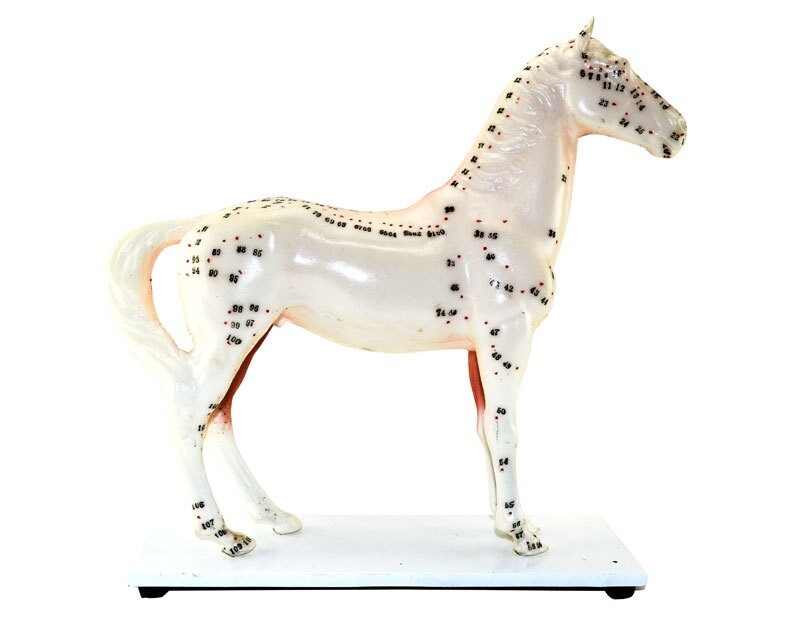 Modèle Cheval