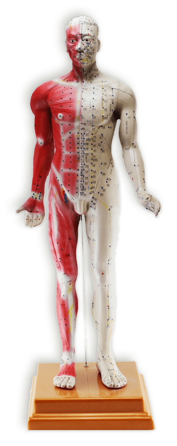 Modèle Homme, points d&#39;acupuncture 84cm