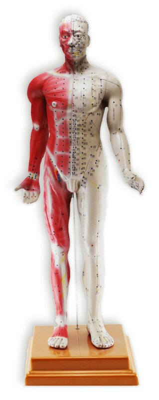 Modèle Homme, points d&#39;acupuncture 84cm