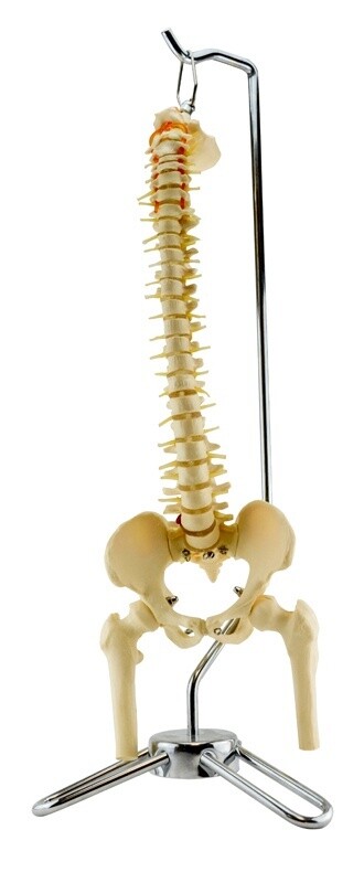 Colonne vertébrale avec nerf et pelvis, 19 pouces (48cm)