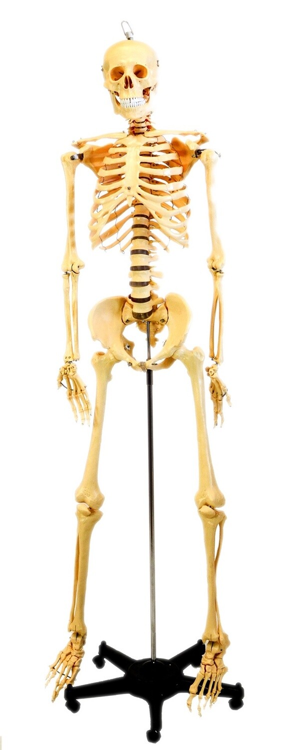Squelette humain, 5&#39;6&quot; (168cm)