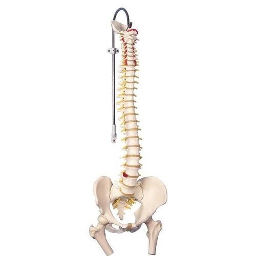 Colonne vertébrale flexible avec tête de fémur 32&quot; (83cm)