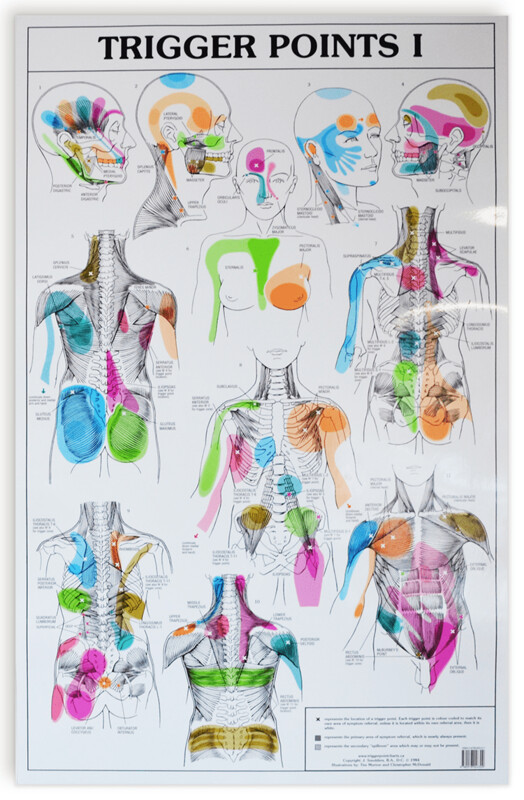 Planche Anatomique,Trigger Point Charts  plastifiés, 1&amp;2 - de J. Smolders, 20x34&quot;, (50x86cm)