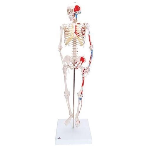 Mini Squelette avec muscles peints sur une base 37&#39;&#39; (94cm) base incl.