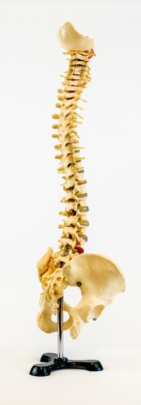 Colonne vertébrale avec nerf et pelvis, (168cm)