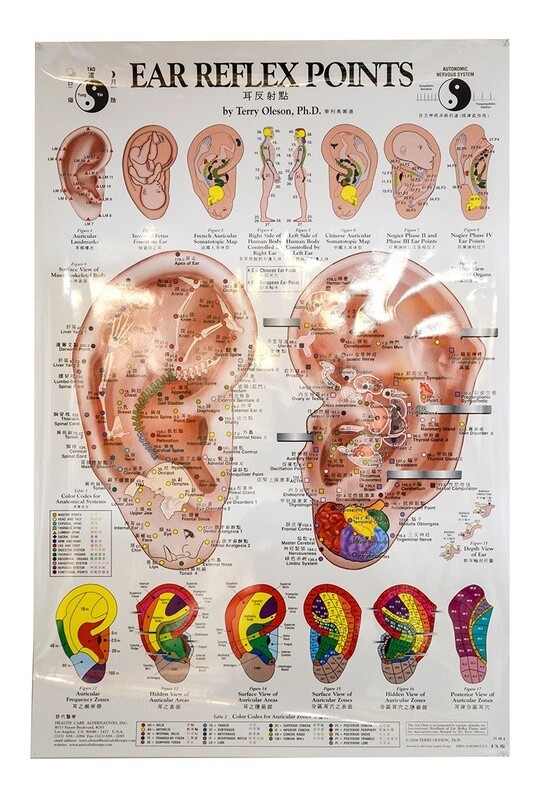 Planche anatomique Ear Reflex Points Chart, Anglais