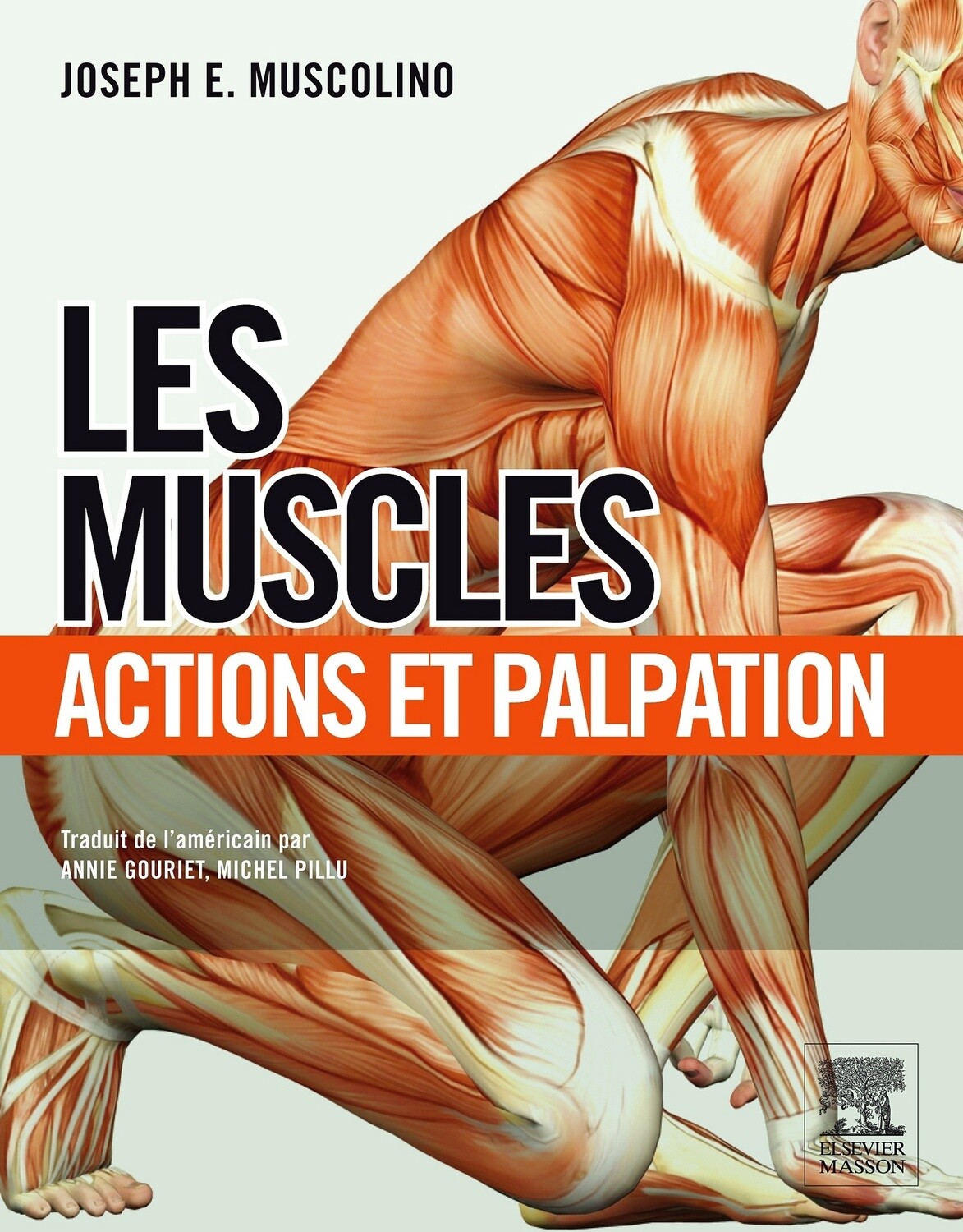 Les muscles actions et palpation