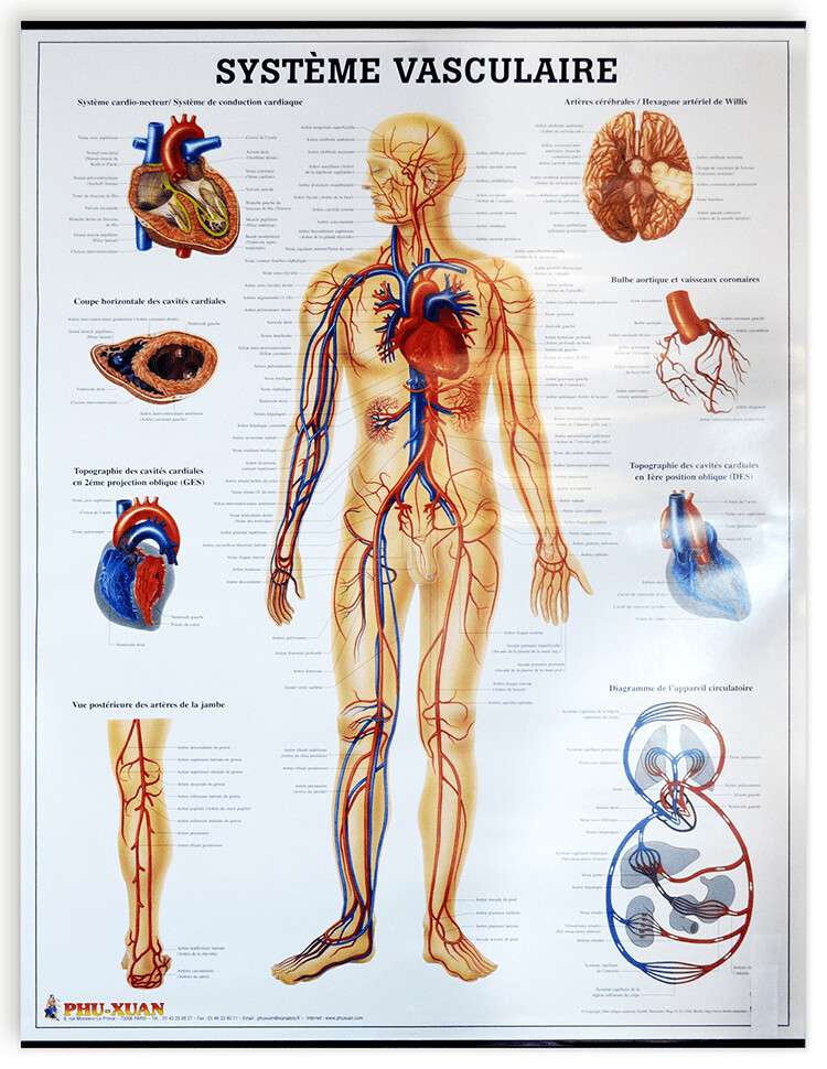 Planche du système vasculaire