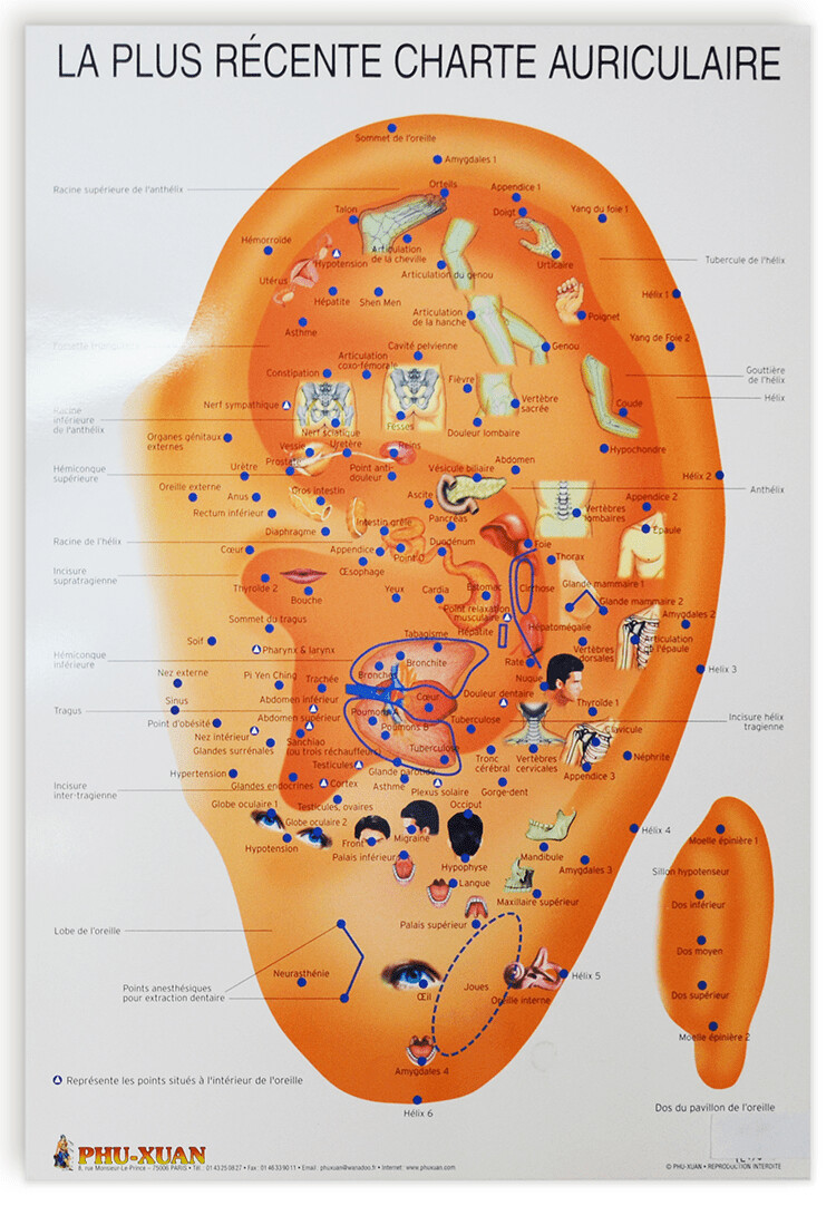 Planche de la plus récente charte auriculaire, 20&quot;x30&quot; (77x51cm)