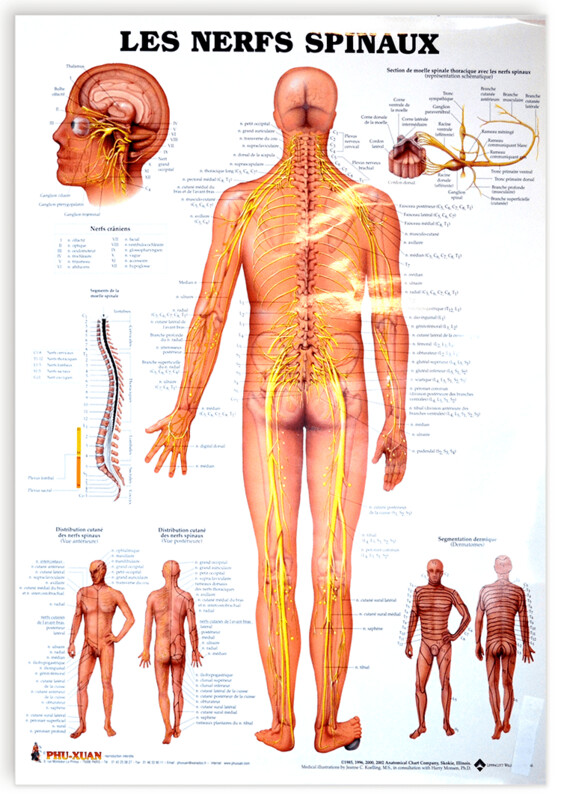 Planche des nerfs spinaux