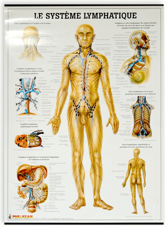 Planche du système lymphatique