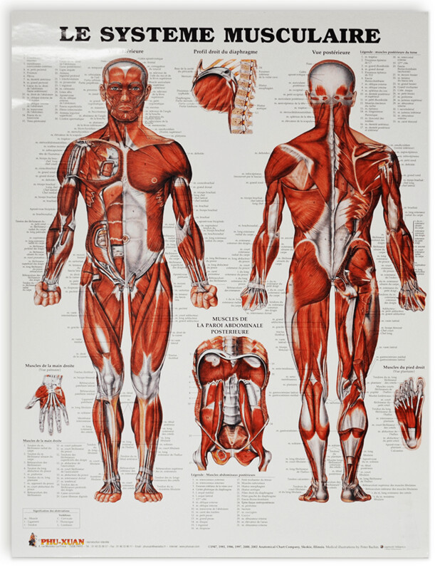 Planche du système musculaire