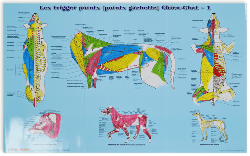 Planche Trigger points (points gâchettes) Chien-Chat 2 planches