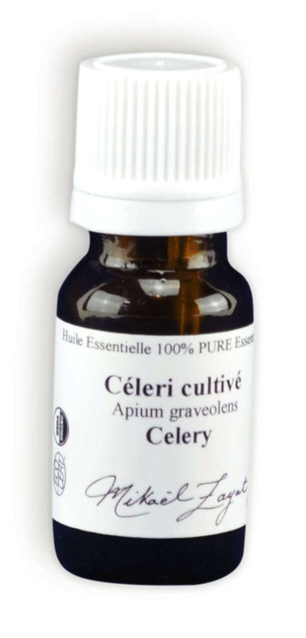 C.S. Céleri cultivé