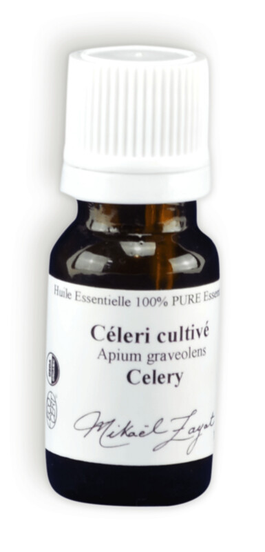 C.S. Céleri cultivé