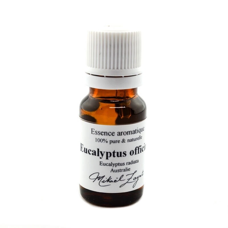 Eucalyptus officinal