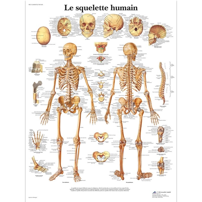 Le squelette humain, Planche, 20&quot;x26&quot;, (50 x 67 cm) Français