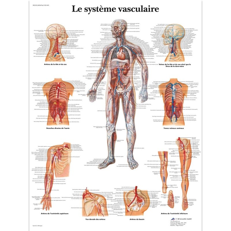 Le système vasculaire, Planche, 20&quot;x26&quot;, (50 x 67 cm) Français